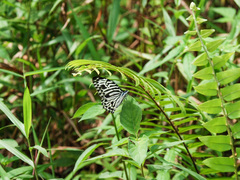 Graphium delessertii