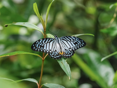 Graphium delessertii