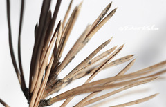 Lophodermium seditiosum