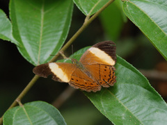 Cirrochroa orissa