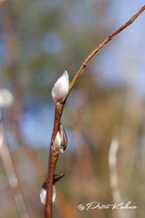 Salix phylicifolia