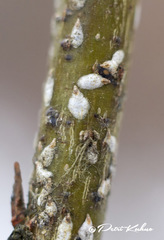 Chionaspis salicis