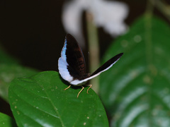 Tanaecia iapis