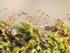 Fissidens incurvus