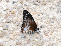 Graphium ramaceus