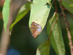 Euthalia monina
