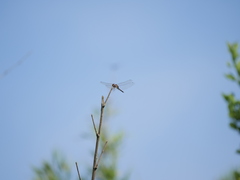 Tramea cophysa