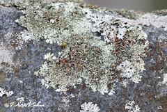 Xanthoparmelia stenophylla