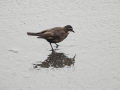 Cinclodes nigrofumosus