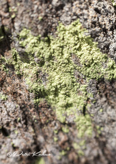 Chrysothrix chlorina