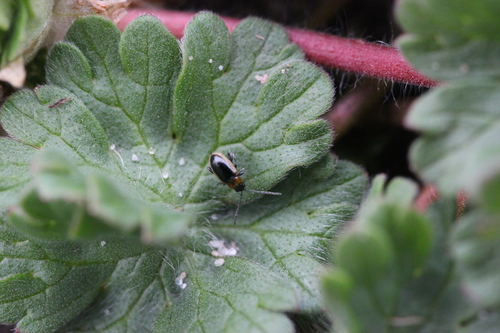 Geelgerande aardvlo, 18,, Cruquiushaven 17, 2102 LX Heemstede, Netherlands, photo 3 of 10