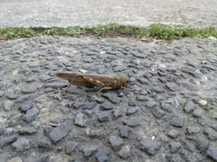 Anacridium aegyptium