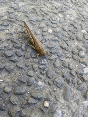 Anacridium aegyptium