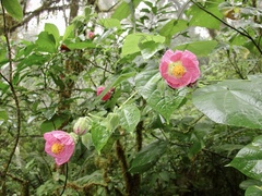 Callianthe jujuiensis