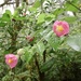 Callianthe jujuiensis - Photo Sem direitos reservados, enviado por Jean-Paul Boerekamps