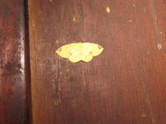 Periclina