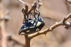 Sternocera orissa orissa