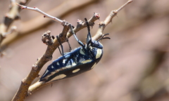Sternocera orissa orissa