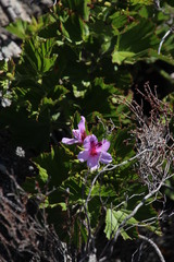 Pelargonium cucullatum strigifolium