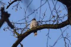 Accipiter nisus