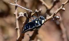 Sternocera orissa orissa