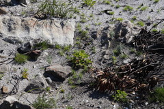 Pelargonium cucullatum strigifolium