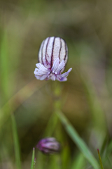 Silene wahlbergella