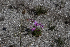 Senecio cymbalarifolius