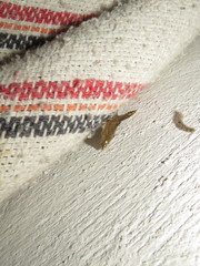 Anisoperas tessellata