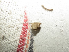 Anisoperas tessellata