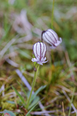 Silene wahlbergella