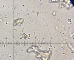 Entoloma albinellum