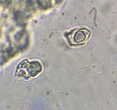 Entoloma albinellum