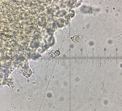 Entoloma albinellum