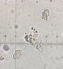 Entoloma albinellum