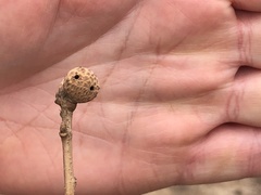 Andricus caliciformis