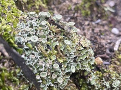 Cladonia asahinae