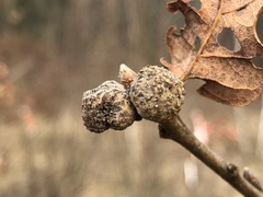 Andricus caliciformis