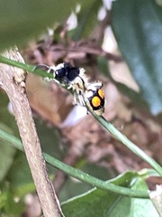 Hoplomutilla spinosa