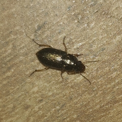 Carabidae