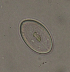 Cocconeis