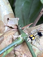 Hoplomutilla spinosa