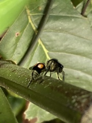 Hoplomutilla spinosa