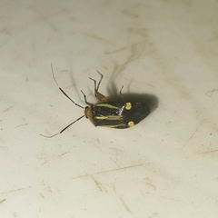 Horciasinus signoreti