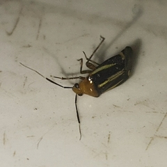 Horciasinus signoreti