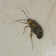 Horciasinus signoreti