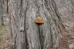 Pyrofomes demidoffii