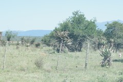 Aloe ferox