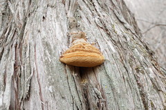 Pyrofomes demidoffii