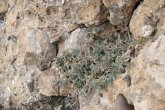 Astragalus setosulus